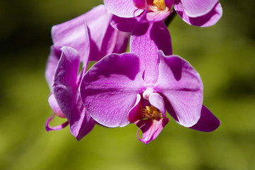 Colorful orchid flowers in the garden