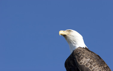 Bald eagle on blue sky