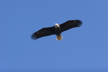 Bald eagle on blue sky