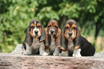 trio de chiot basset hound assis sur un banc