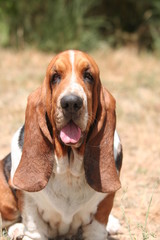 joli portrait du basset hound langue pendante