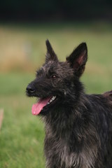 le bouvier des ardennes vu de près