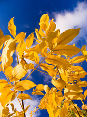 beautiful yellow autumn sheet on a background cloudy sky
