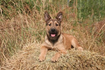 Naklejka premium bouvier des ardennes allongé dans la paille