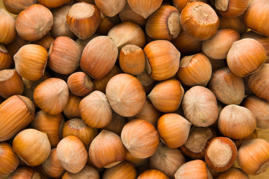 Lots of hazelnuts - natural texture background