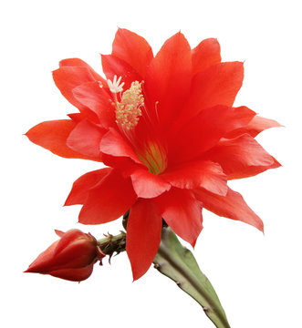 Fototapeta isolated blooming Orchid cactus