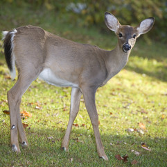 young whitetail deer on grass in the fall
