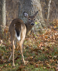 whitetail doe on a forest edge in the fall