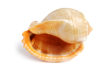 sea shell isolated on white background