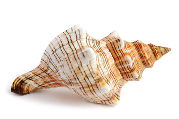 sea shell isolated on white background