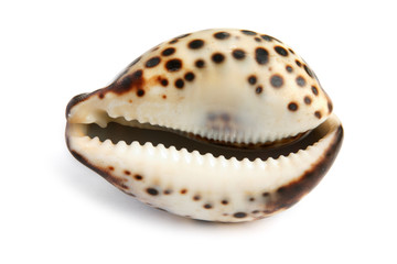 sea shell isolated on white background