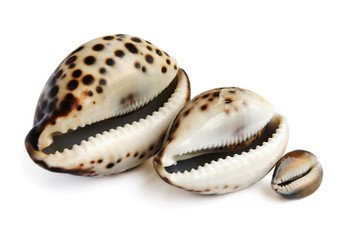 sea shell isolated on white background