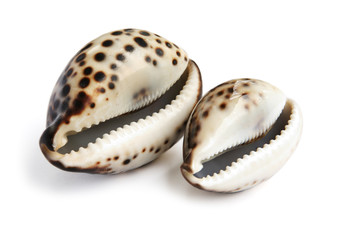 sea shell isolated on white background