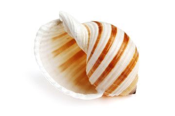 sea shell isolated on white background