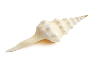sea shell isolated on white background