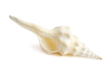 sea shell isolated on white background