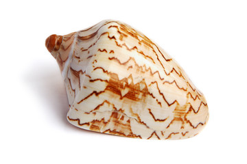 sea shell isolated on white background