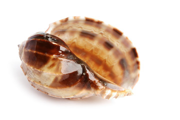 sea shell isolated on white background