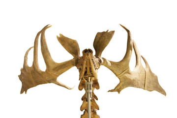 skeleton of fossil deer