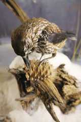 nutcracker pecking a cone