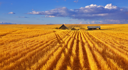 Solar autumn midday on fields of Montana
