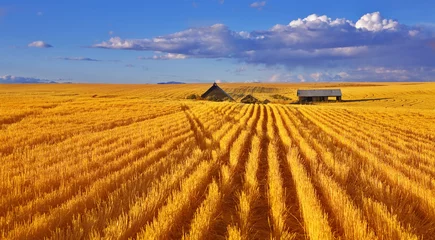 Papier Peint photo Lavable Automne Solar autumn midday on fields of Montana