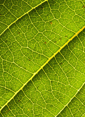 fine closeup image of green leaf background