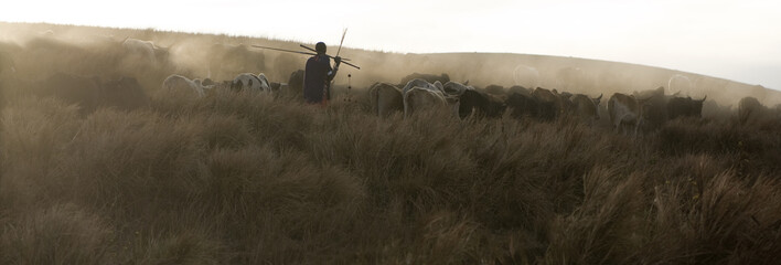 backlighting on a herd of cow