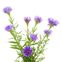 Purple asters isolated on white