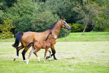 Mother horse with little foal