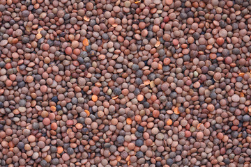 lentils 3