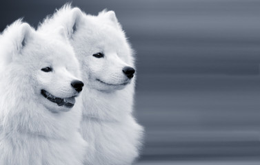 two samoyed dogs on grey background