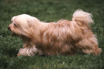 Bichon Havanais en course