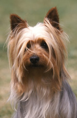 Portrait d'un Australian Sulky Terrier attendrissant