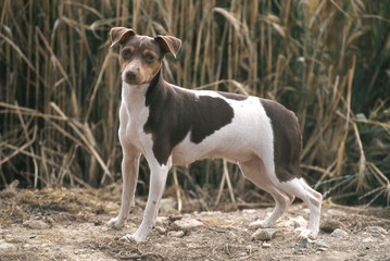 Terrier du brésil de profil à la campagne