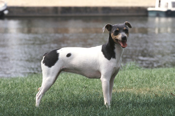 Terrier du brésil de profil devant une rivière