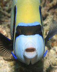 Emperor Angelfish