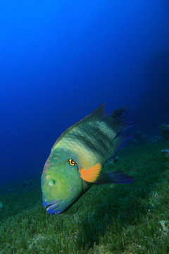 Broomtail Wrasse