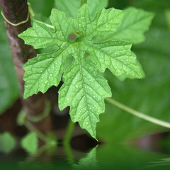 feuille de margose, momordica charantia