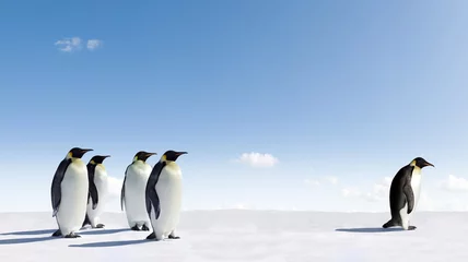 Fototapeten Kaiserpinguin wird von anderen Pinguinen abgelehnt © Jan Will