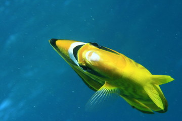 Raccoon Butterflyfish