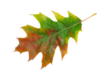 Autumn leaf isolated on white background