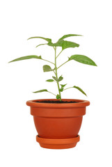 Young green plant in a pot isolated on white