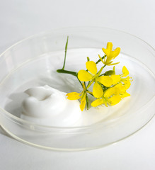 the cream and herb image in a glass saucer