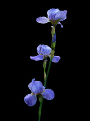 Fototapeta na wymiar Irises on the black.
