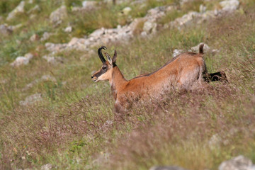 Chamois dans les herbes