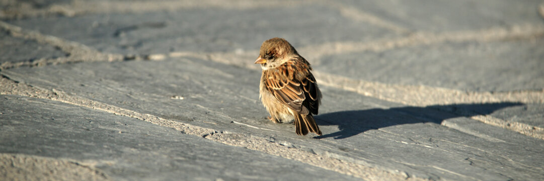 moineau
