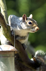 Portrait of Gray Squirrel in tree, green, background.