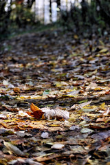 Autumn