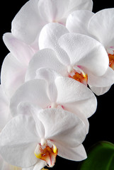 Panele Szklane Podświetlane  Kwitnie biała orchidea księżycowa (Phalaenopsis amabilis)